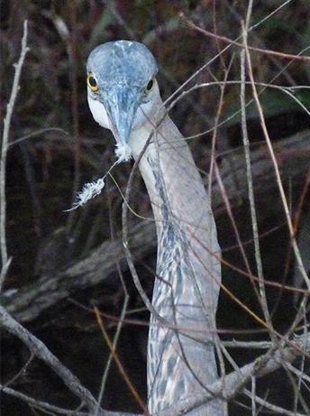 Peeking over at the abundant fish waiting to be eatten.