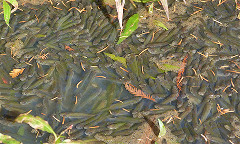 A large concentration of golden shiners pressed up against the bank of the open water of our wetlands.