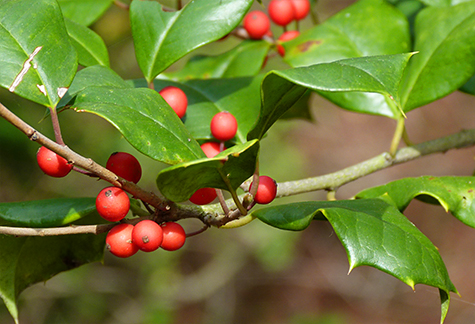 American holly.