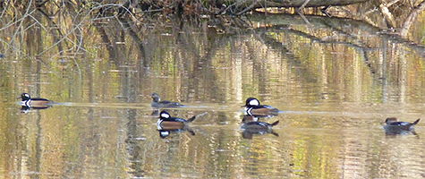 Hooded mergansers are here for the duration.