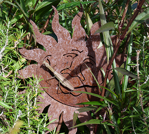 Can you spot the mantid?