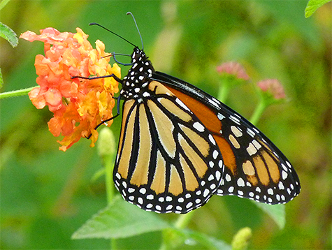 This female monarch was nectarine on lantana (11/4/15).