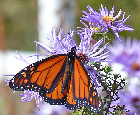 Female monarch enjoying nectar.