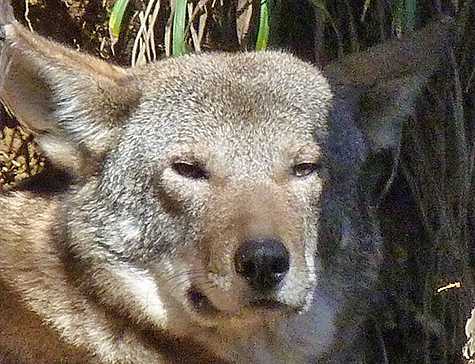 After hiding both deer legs in her den the female sat out in the open, to the delight of Museum guests.