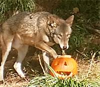 Halloween enrichment for the wolves.