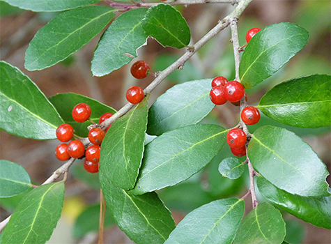 Yaupon holly.