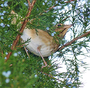 A hermit thrush deeply engaged in the berry selection process.