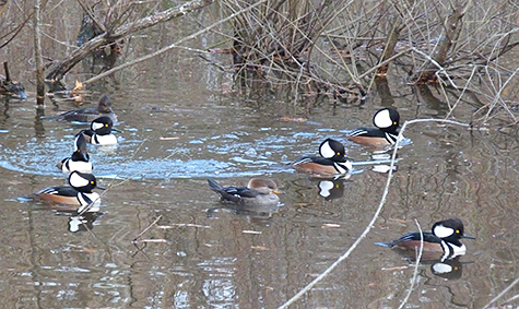 These six males have a female surrounded.