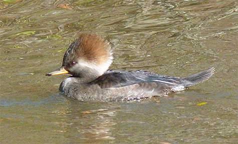 A female floats by.