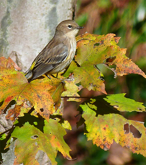 Another yellow-rumped takes a break from the action.