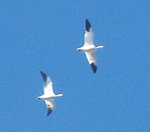 Snow geese.