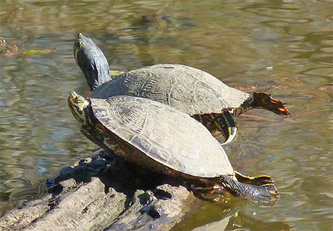 Catching some rays on a fine December day.