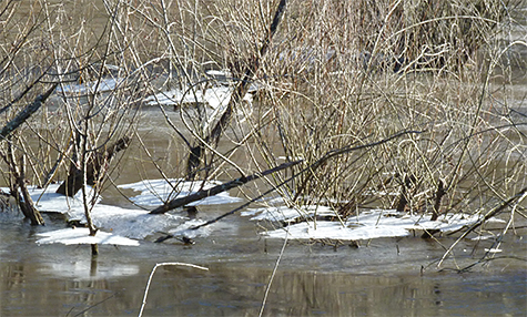 No herons in the Wetlands this morning.