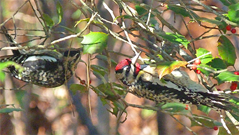 Two sapsucker hanging from branches and picking berries.