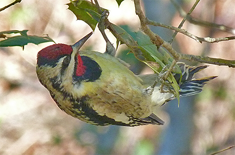 Sap, insects, and obviously holly berries are on a sapsucker's menu.