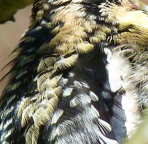 A close look at the back feathers as they are puffed out by the bird.