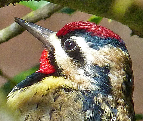 A handsome head.