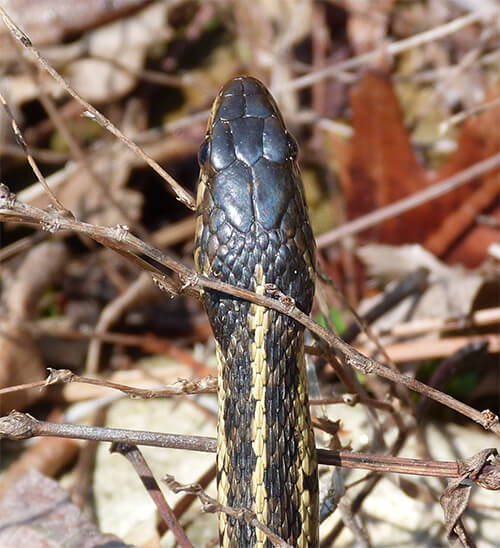 More Cold Weather Snake ID Nature Watch