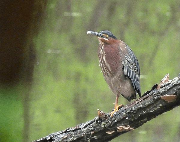 Green Heron Is Back Nature Watch Grhe350671 SP