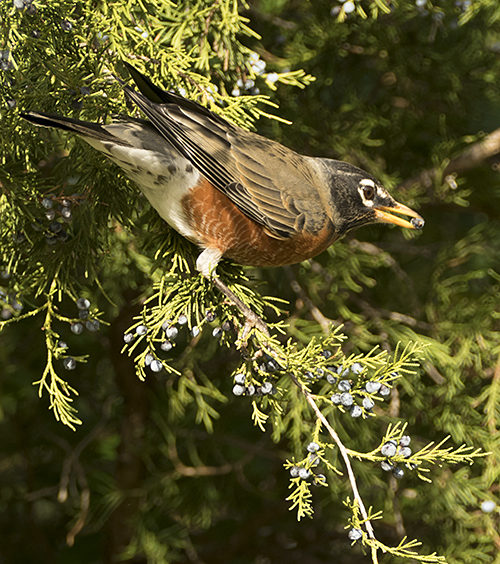 Robins and Berries Nature Watch
