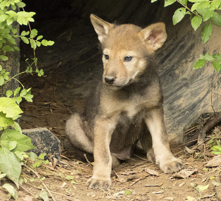 More Red Wolf Pups | Nature Watch