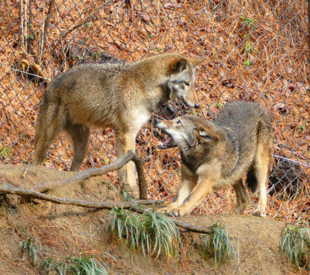 Red Wolf Update | Nature Watch