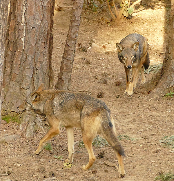 Red Wolf Photos | Nature Watch