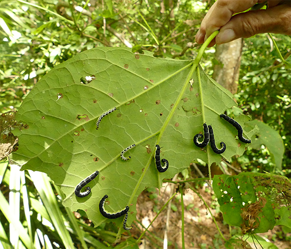 Catalpa Worms Nature Watch