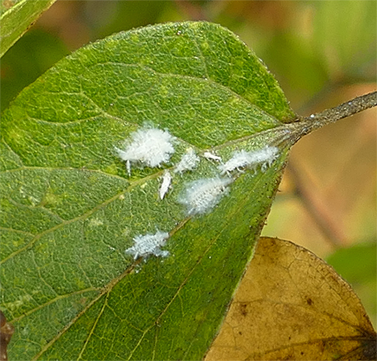 What’s to Eat Nature Watch