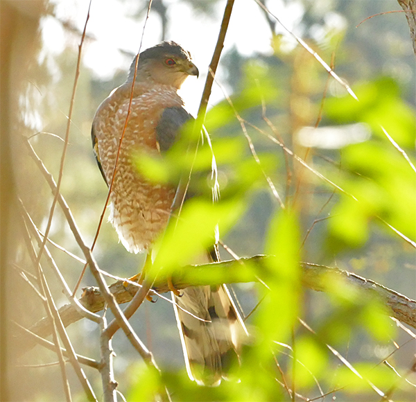A Cooper’s Hawk Nature Watch
