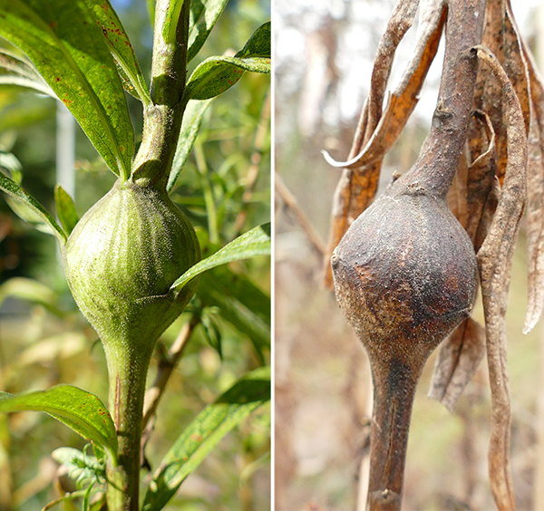 Goldenrod Gall Nature Watch