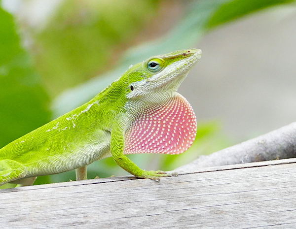 The Color of the Name | Nature Watch