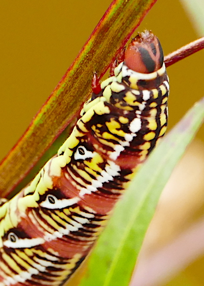 Time to Get Outside | Nature Watch