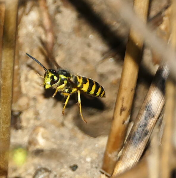 Yellowjacket, Green Anole, Winter Wren, and Marbled Spider Nature Watch