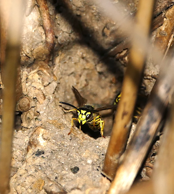 Yellowjacket, Green Anole, Winter Wren, and Marbled Spider Nature Watch