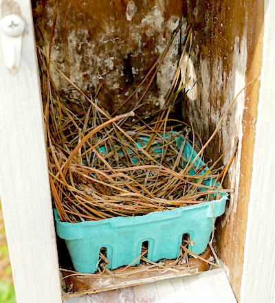 Nest Box Update 2.28.23 | Nature Watch