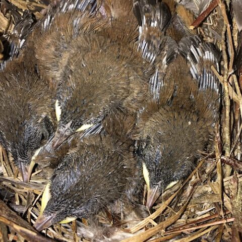 Nest Box Update 5.30.23 | Nature Watch