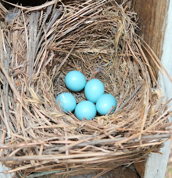 Nest Box Update 4.2.24 | Nature Watch