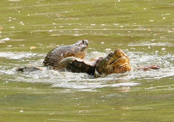Turtle Tumbling Common Snapping Turtle Tumble | Nature Watch